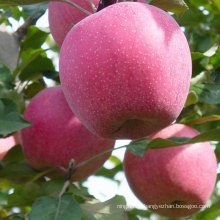 Hot Selling China Organic Fruits Fresh apples qinguan apple